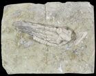 Halysiocrinus Crinoid Fossil - Indiana (Special Price) #52936-1